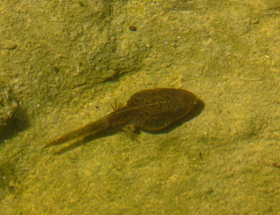Il Laghetto del Centro di Entomologia - Piombino (LI)
